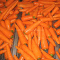 Frische rote frische Karotte der neuen Ernte der neuen Ernte